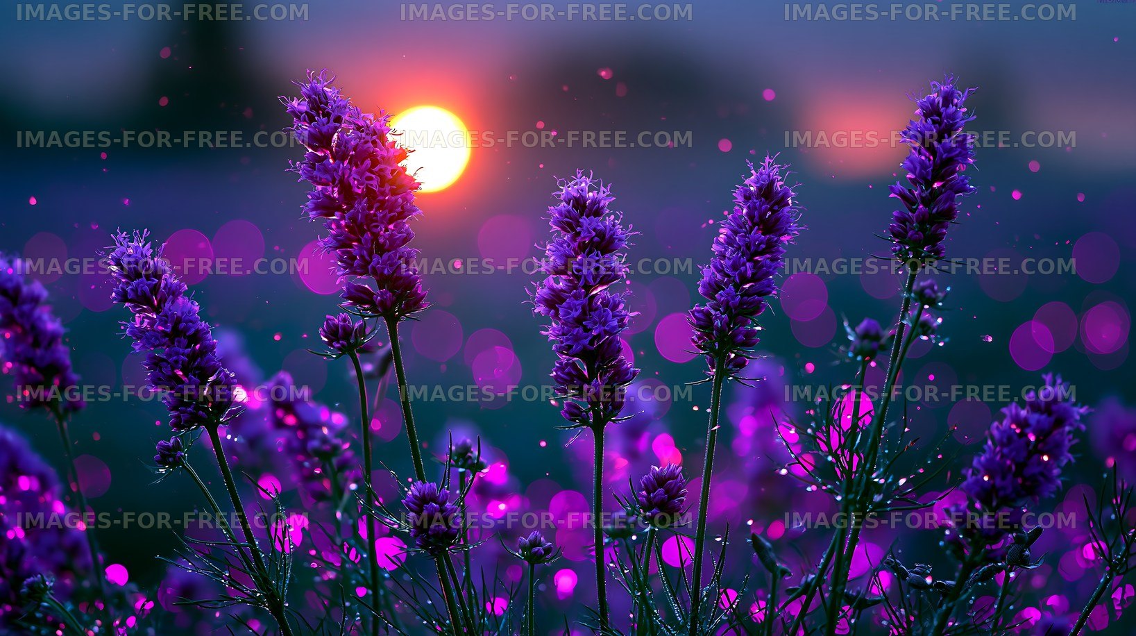 Lavender flowers at sunset with bokeh background