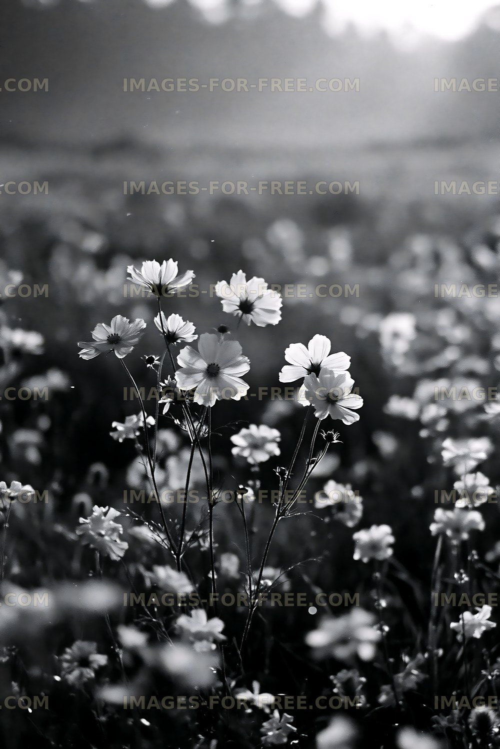 Flowers in a field during sunrise in black and white