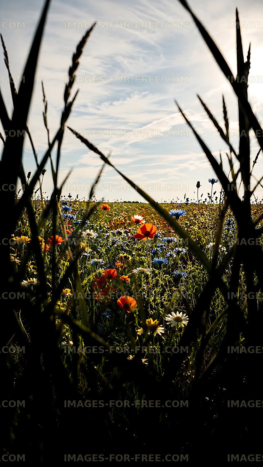 Colorful wildflowers in a field under a cloudy sky