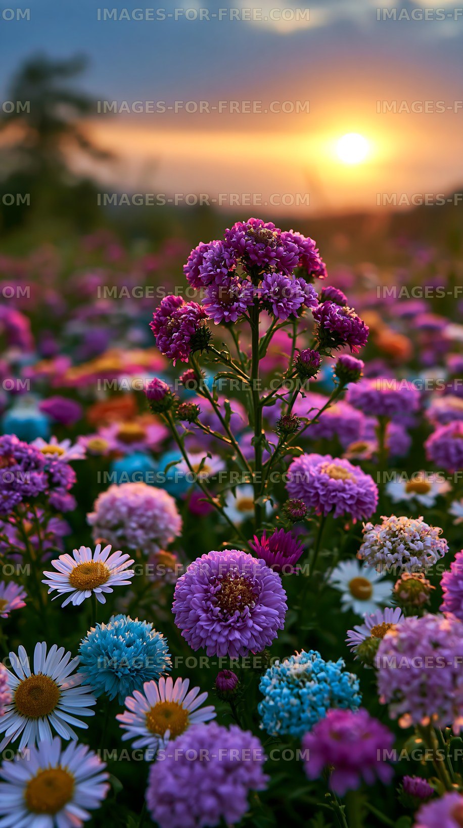 Field of colorful flowers during sunset
