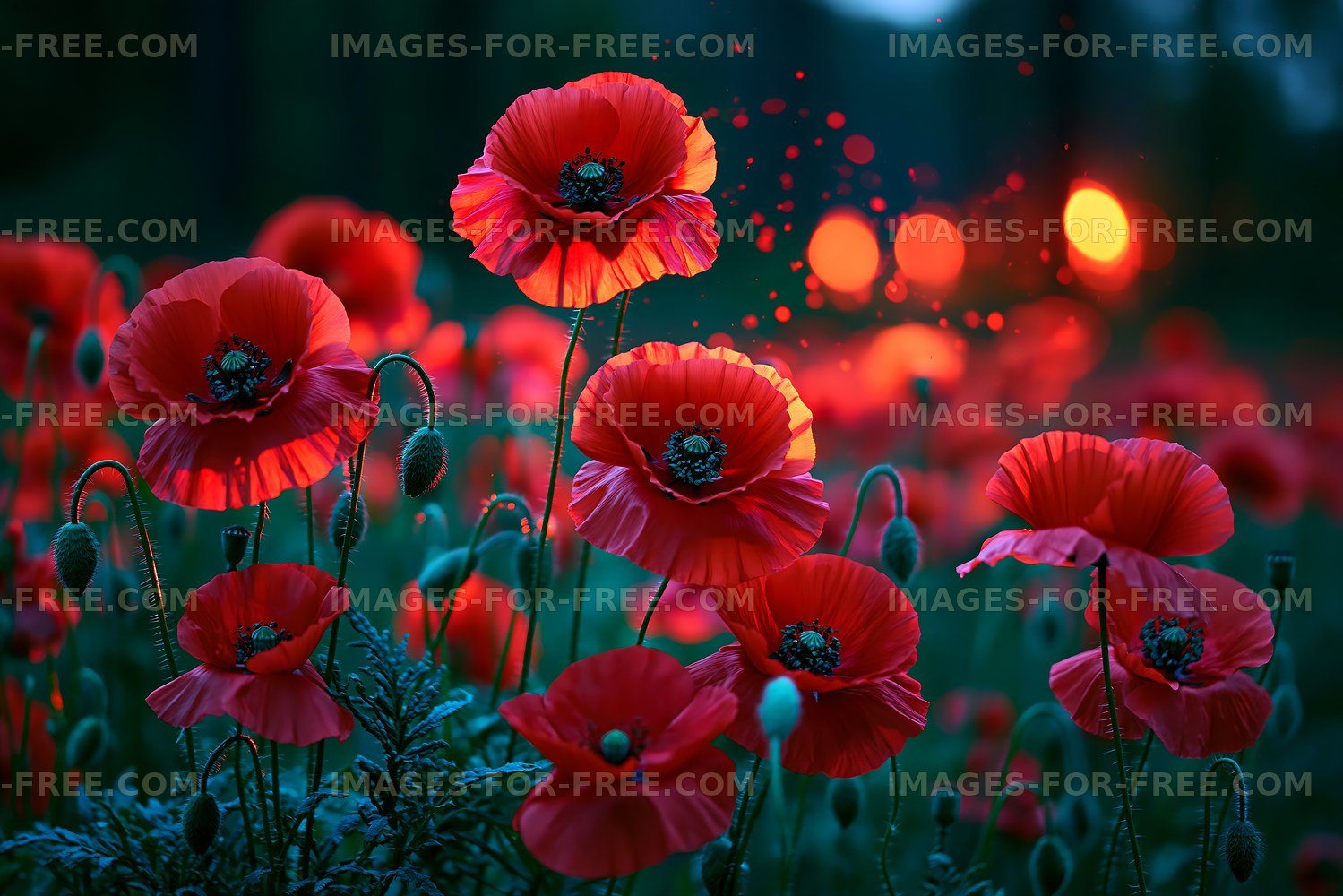 Red poppies in a field during twilight