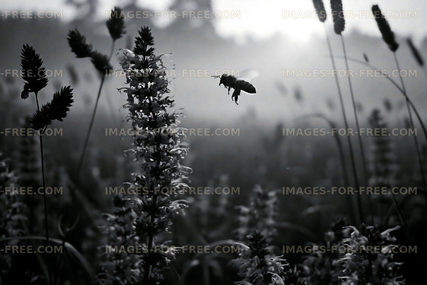 Bee hovering over flowers in a foggy meadow