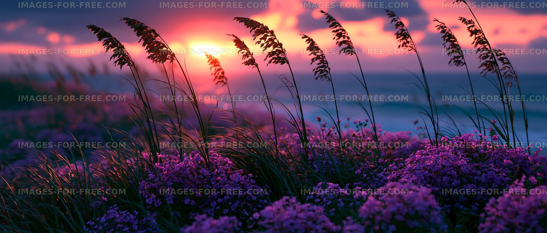 Sunset over flowers and tall grass by the ocean