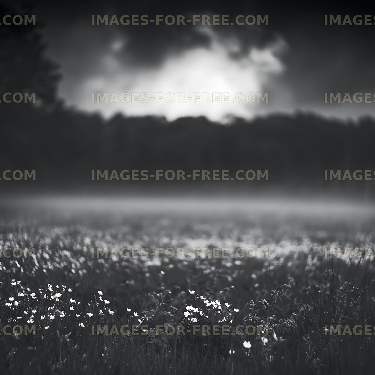 Dark field with flowers under cloudy sky