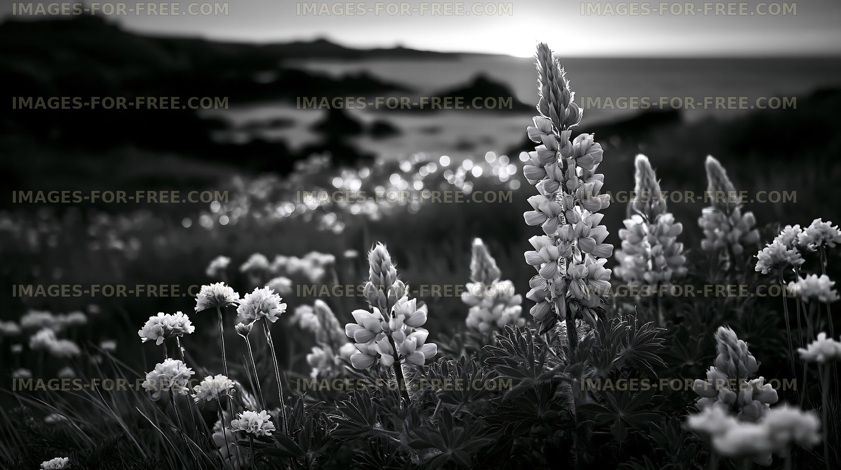 Flowers in a coastal field at sunset