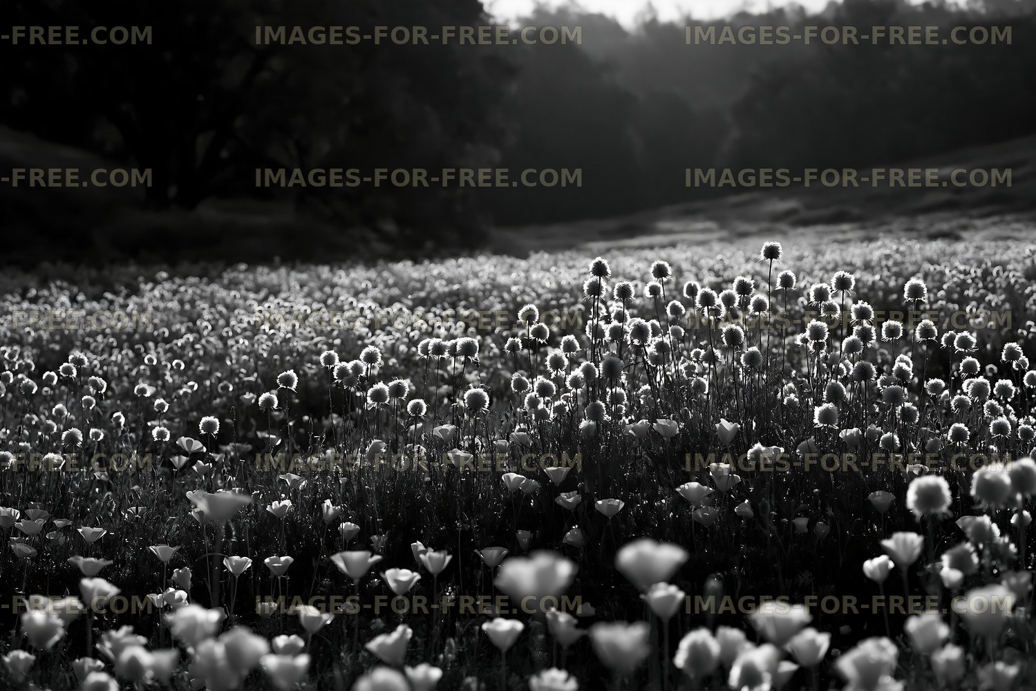 Black and white field of flowers in natural setting