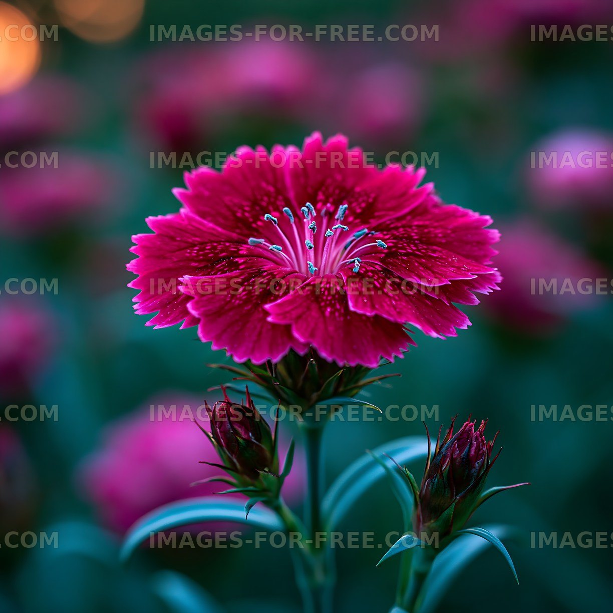 Bright pink flower with buds in a garden
