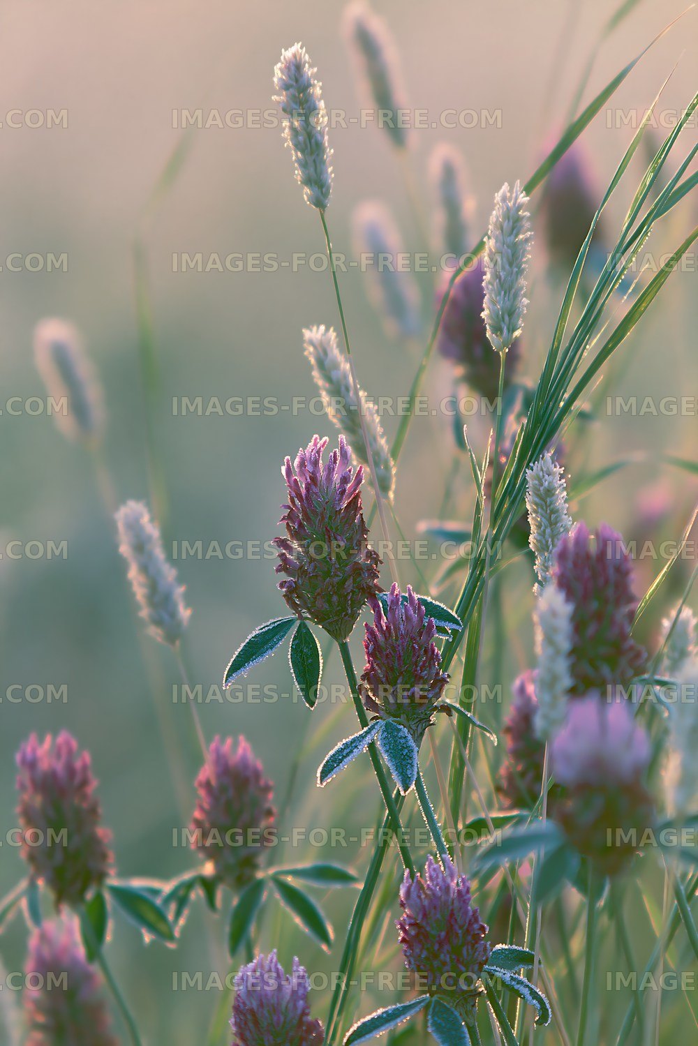 Clover and grass in a meadow at dawn with dew