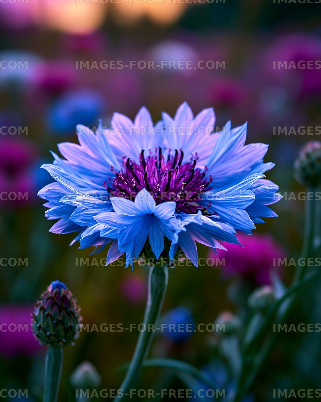Flower bloom in garden during sunset