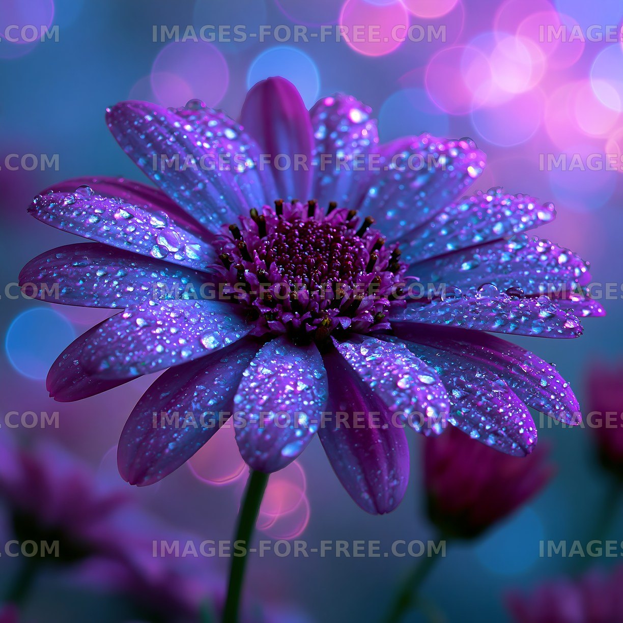 Purple flower with droplets and colorful bokeh background