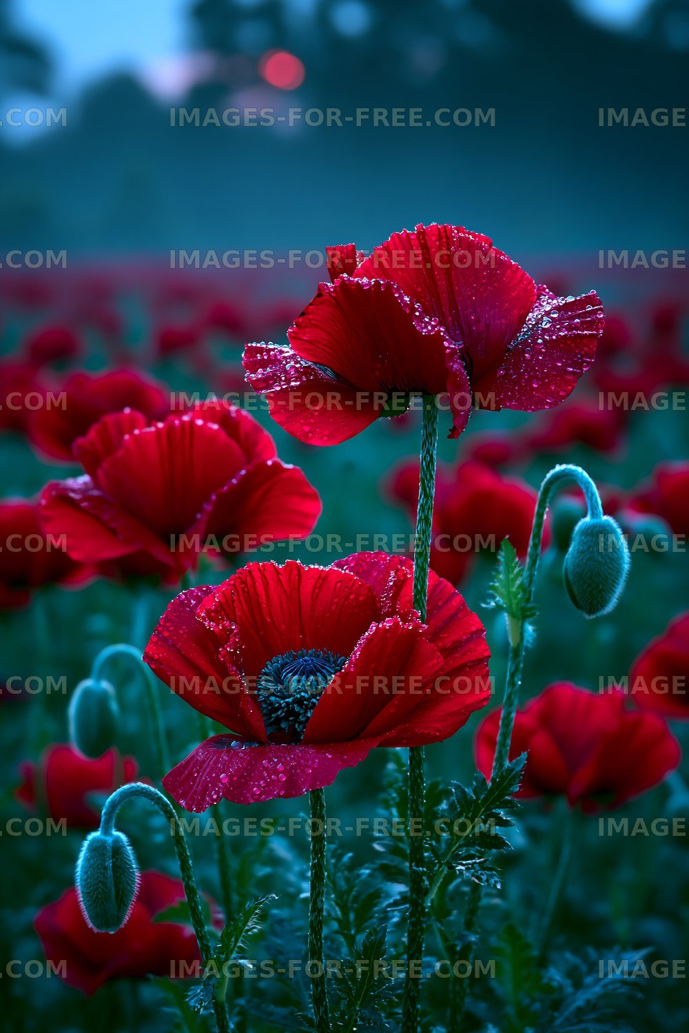 Red poppies bloom in a field at dawn