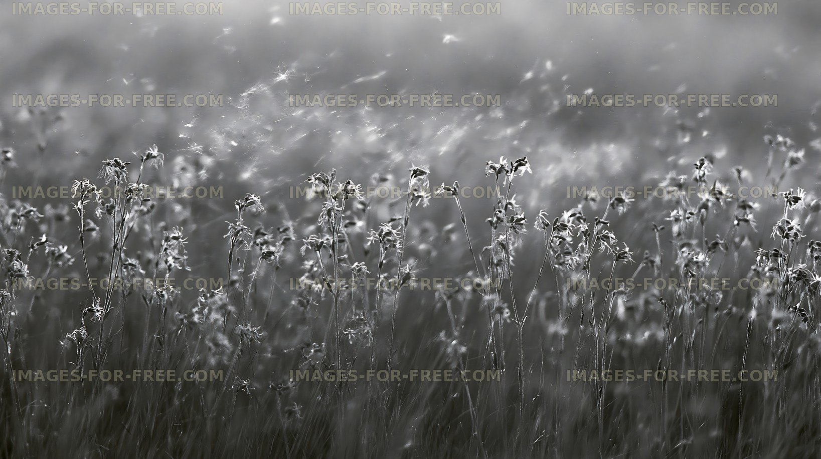 Black and white field of flowers swaying in the wind