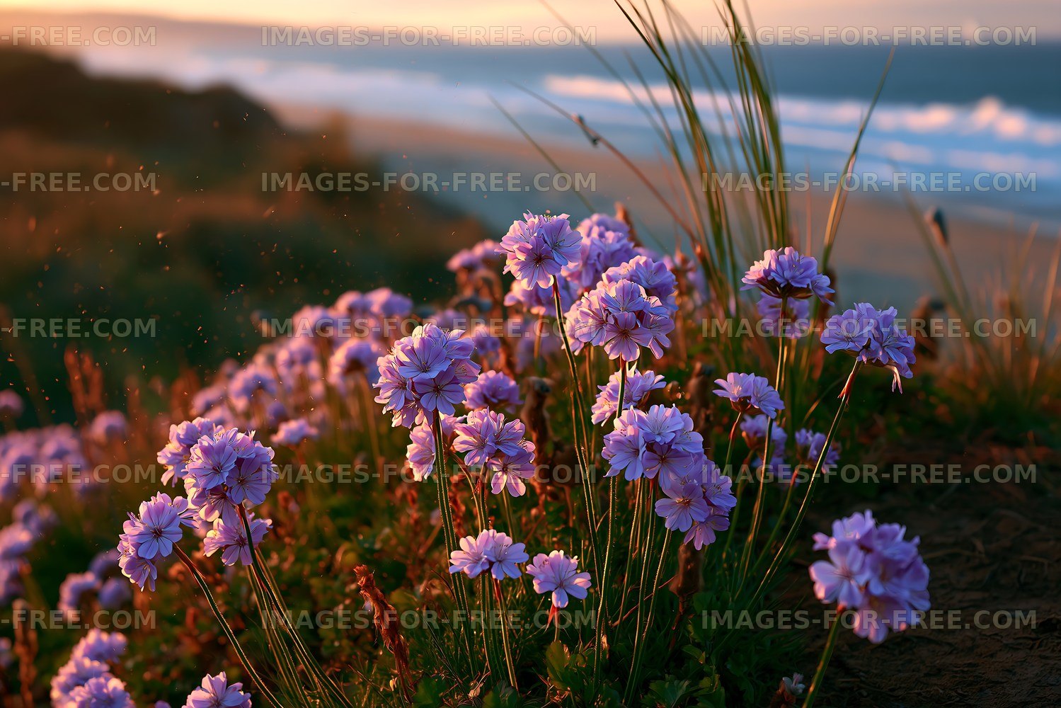 Flowers blooming by the ocean during sunset