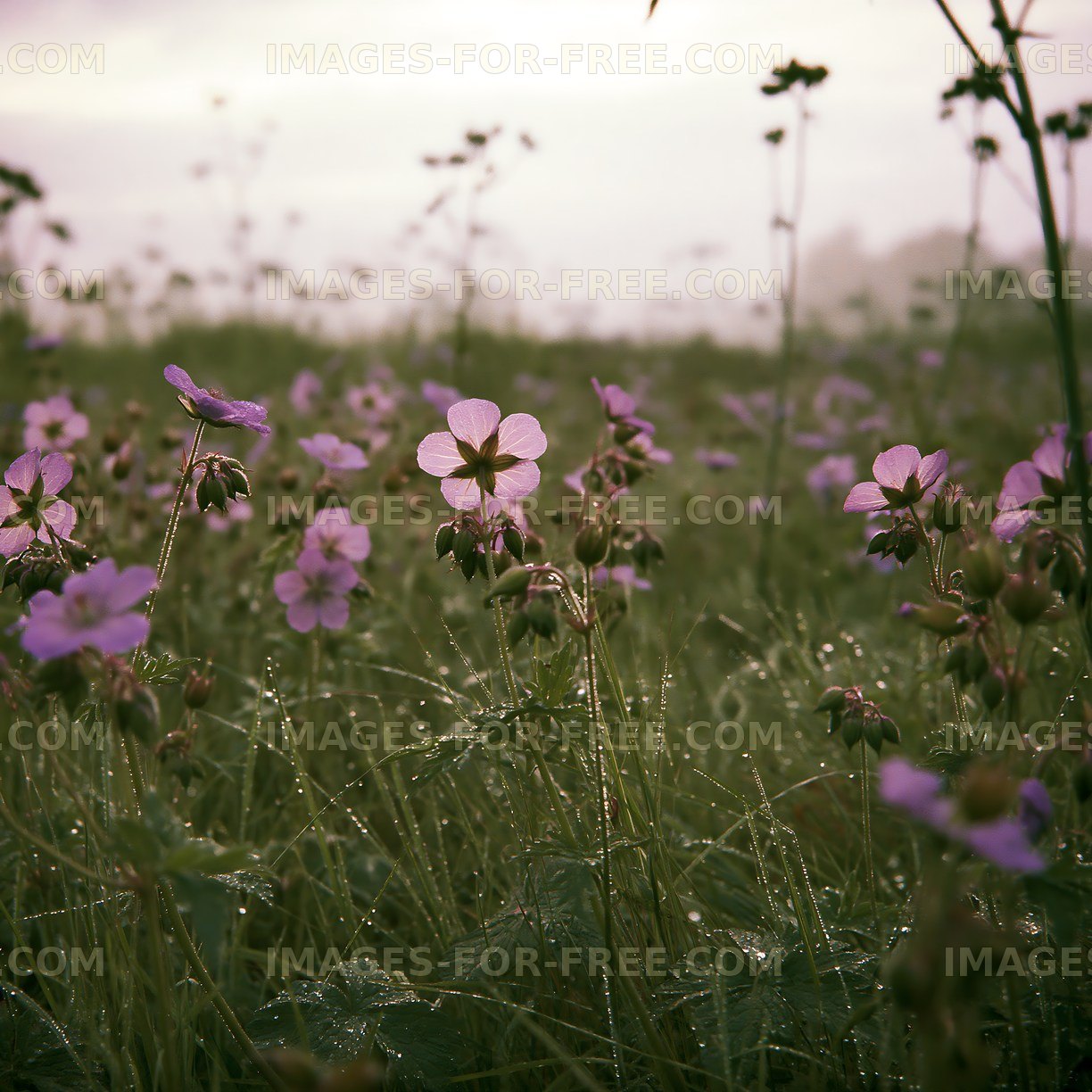 Wildflowers blooming in a misty field at dawn