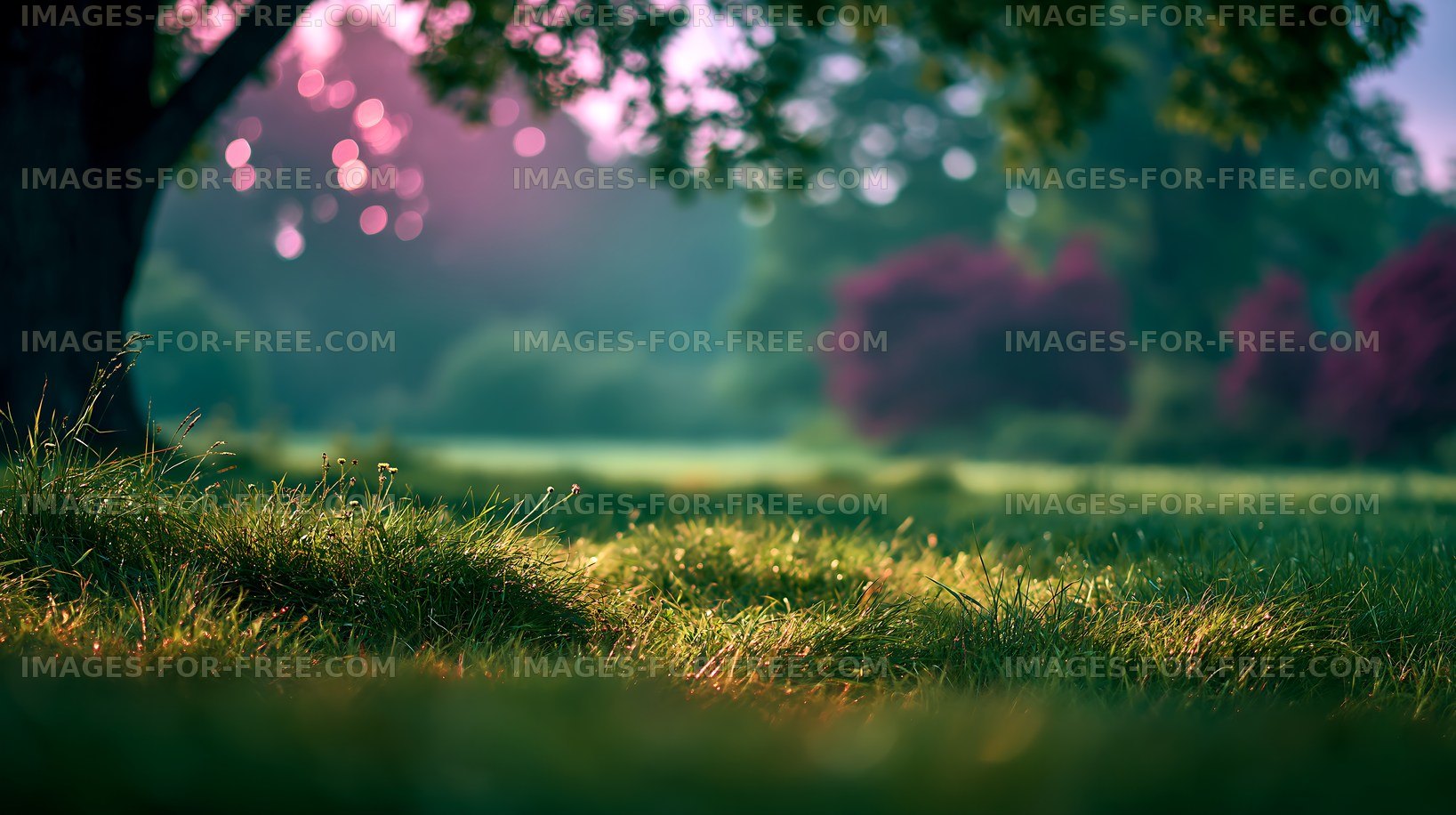 Morning light shining on grassy field