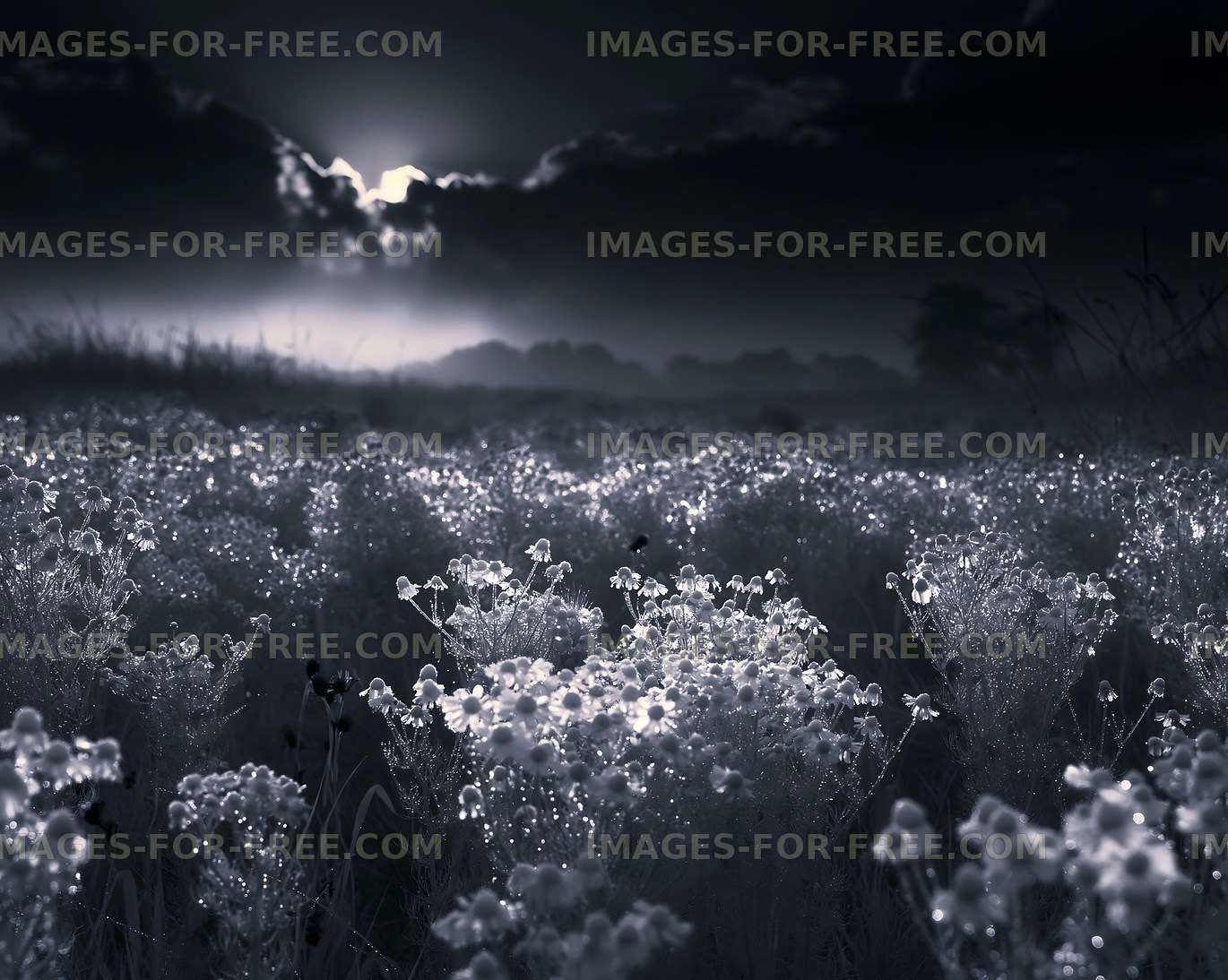 Sunset over a field of flowers with cloudy sky