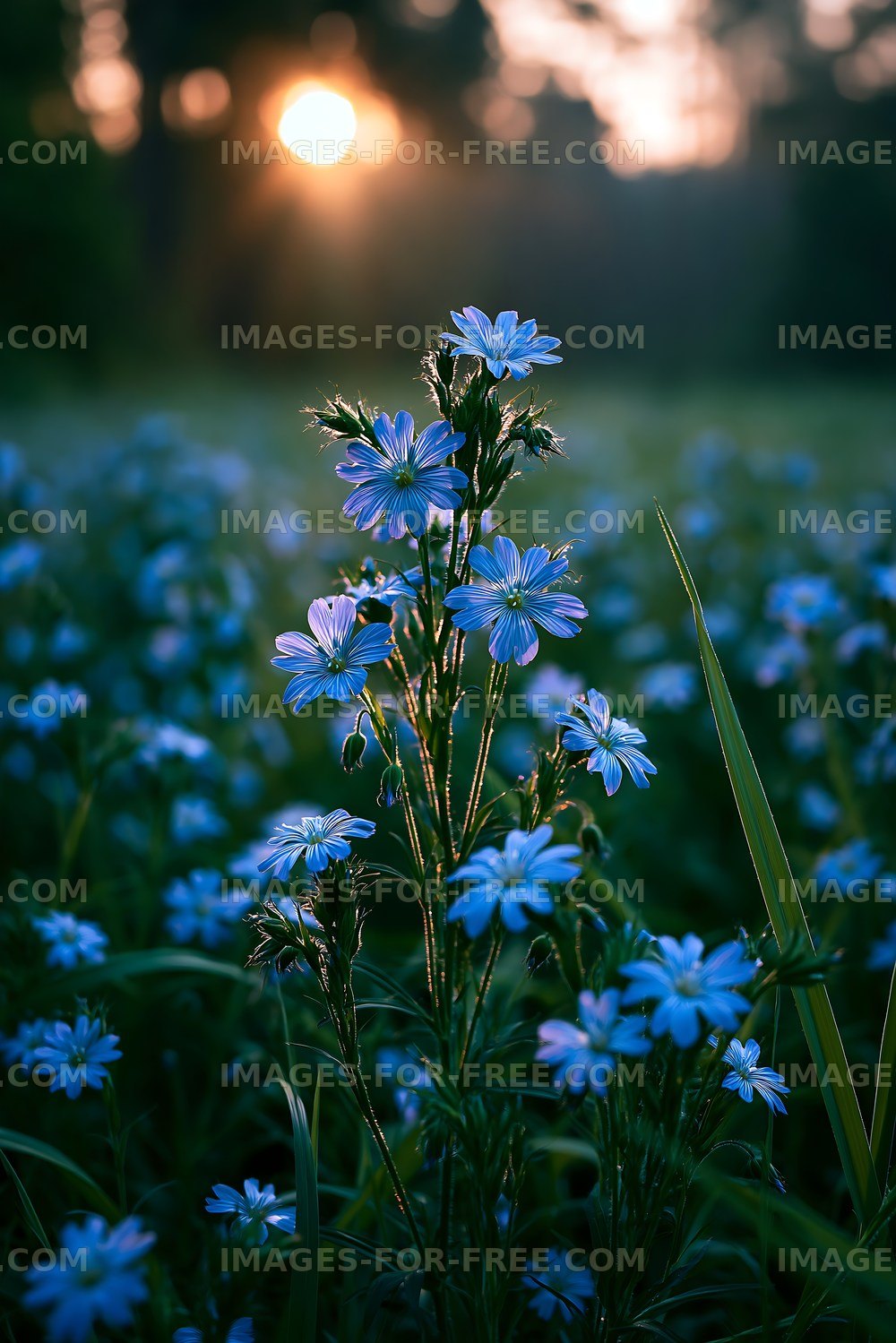 Blue flowers in a field during sunset