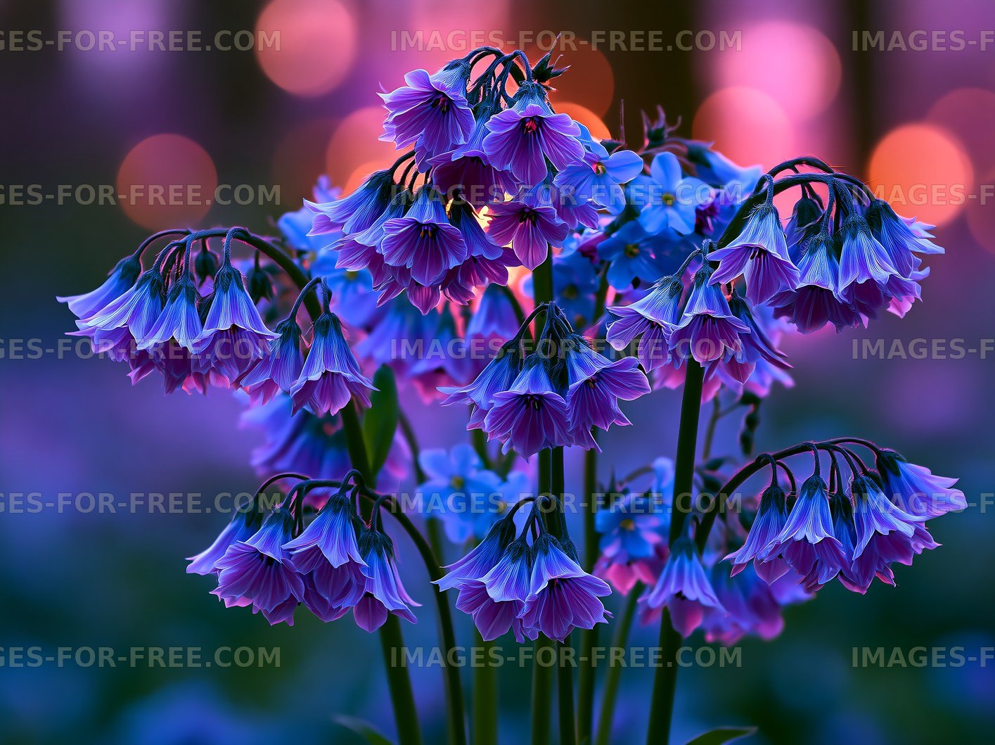 Colorful flowers under evening light