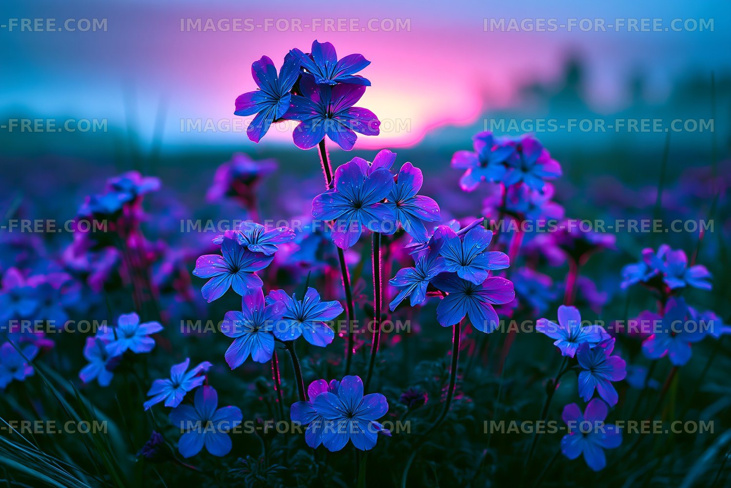 Flowers under a colorful sunset sky