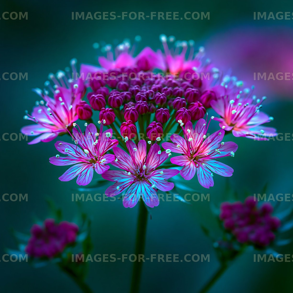 Vibrant cluster of purple flowers with glowing details