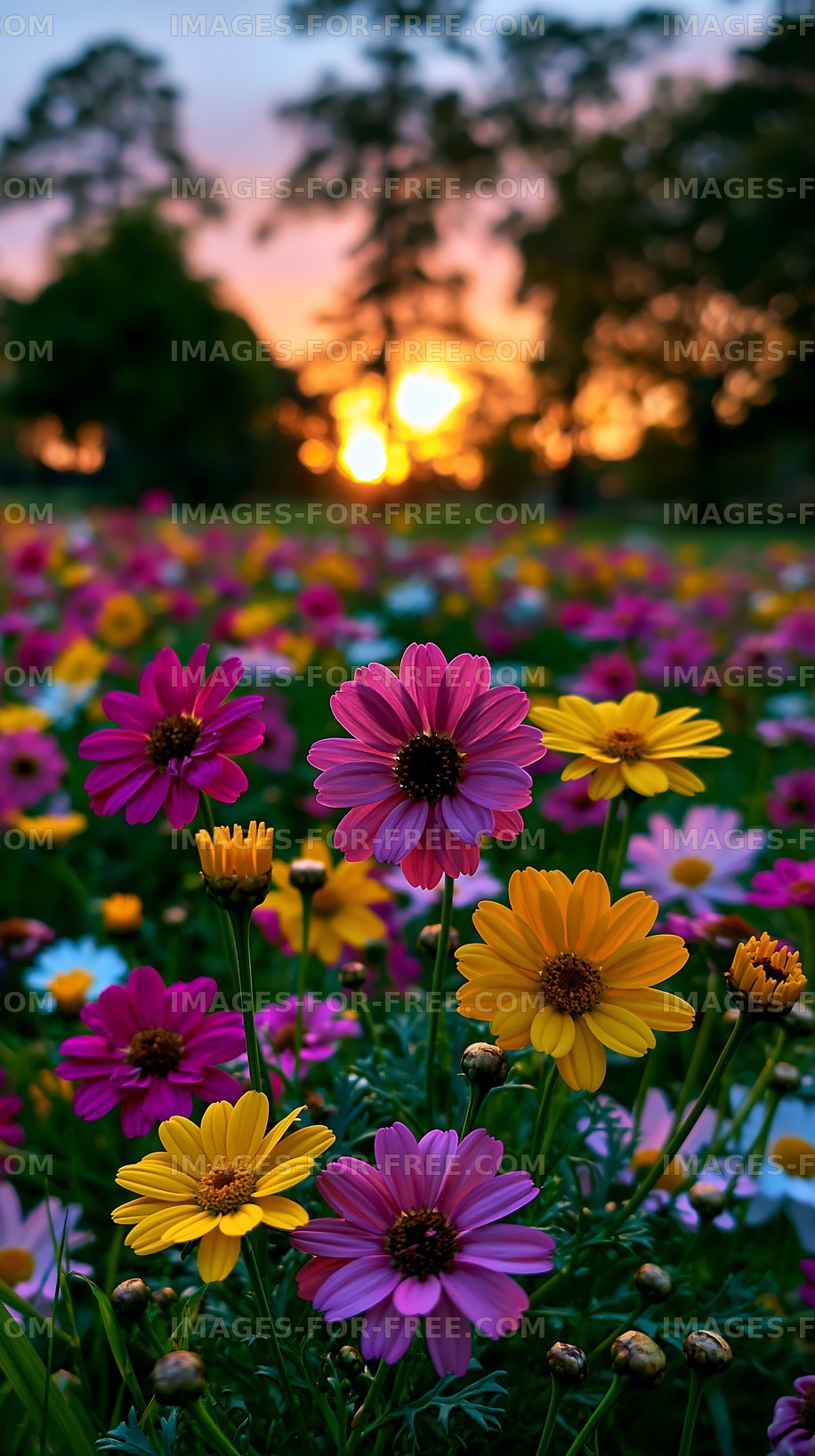 Colorful flowers in a field at sunset