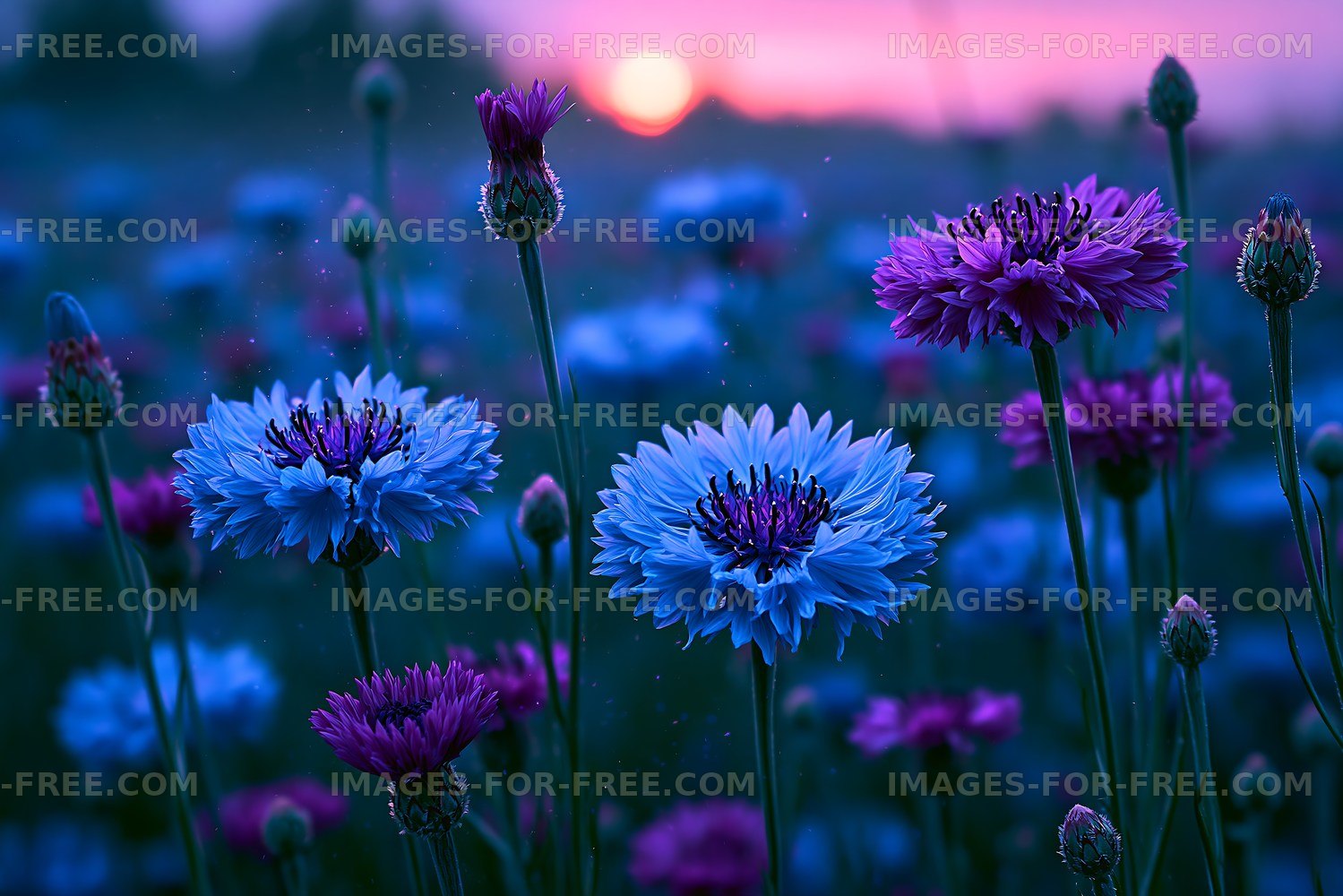 Colorful flowers in a field at sunset