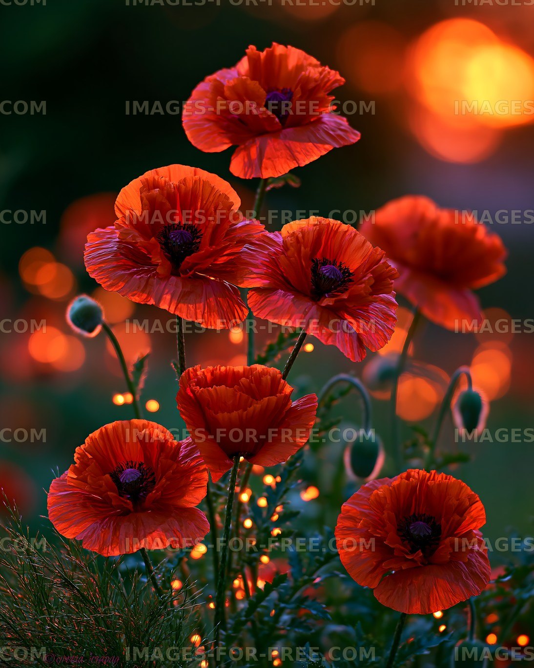 Red poppies blooming at sunset in a garden