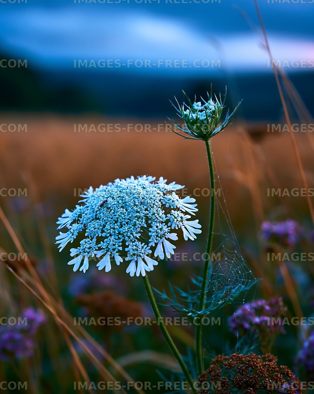 Wildflowers in a field during dusk