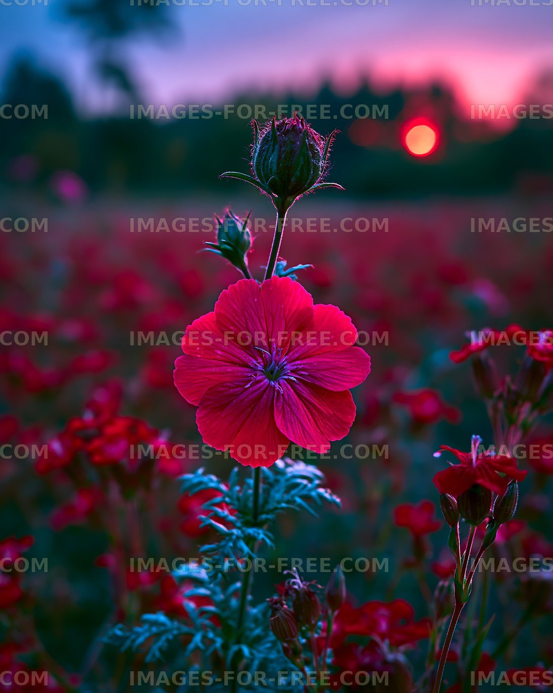 Bright red flower in a blooming field at sunset