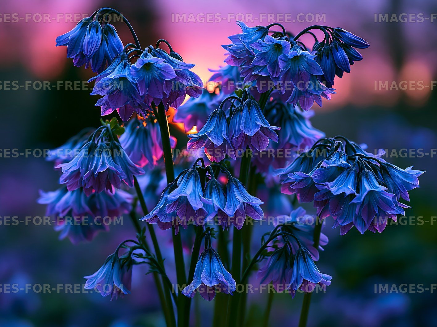 Flowers blooming at sunset in a garden