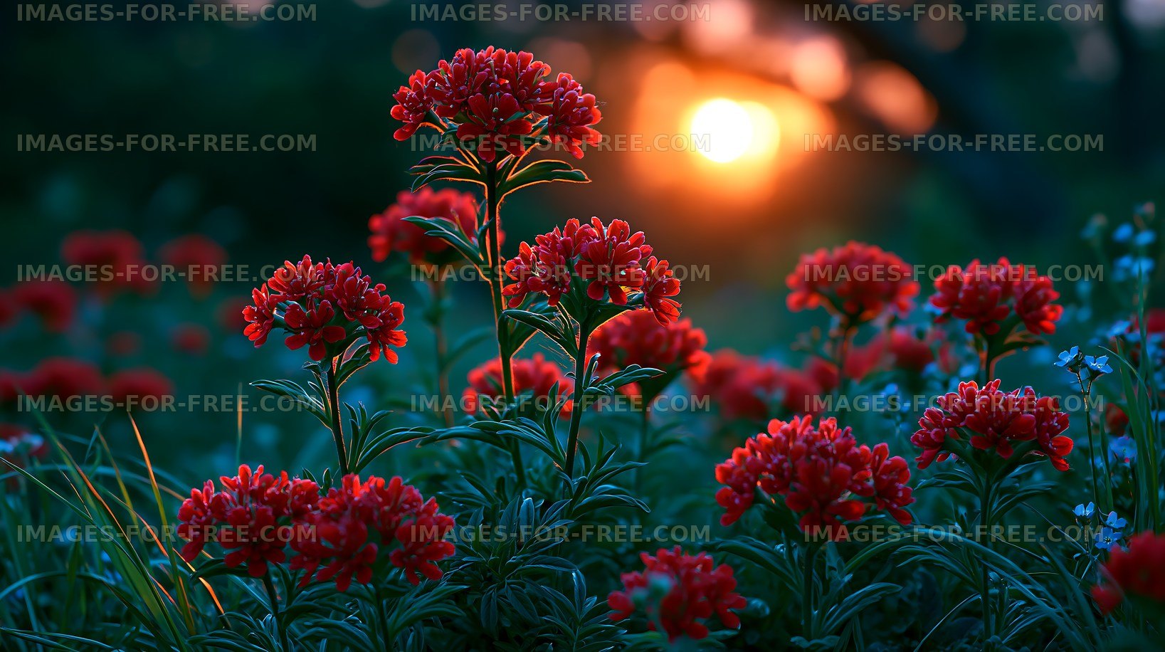 Flowers bloom near sunset in a garden