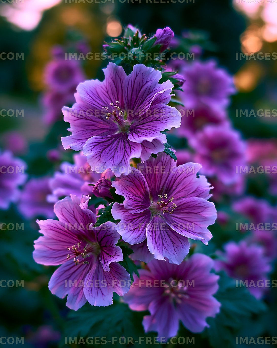 Vivid purple flowers bloom in garden at sunset