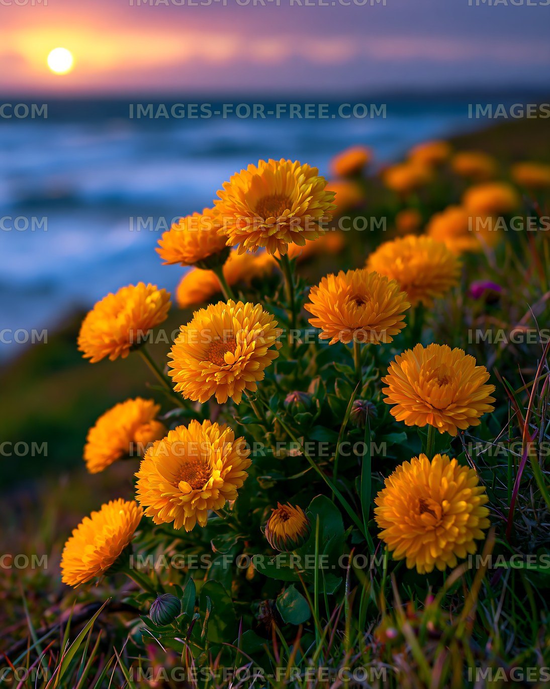 Vibrant yellow flowers grow by the coast during sunset