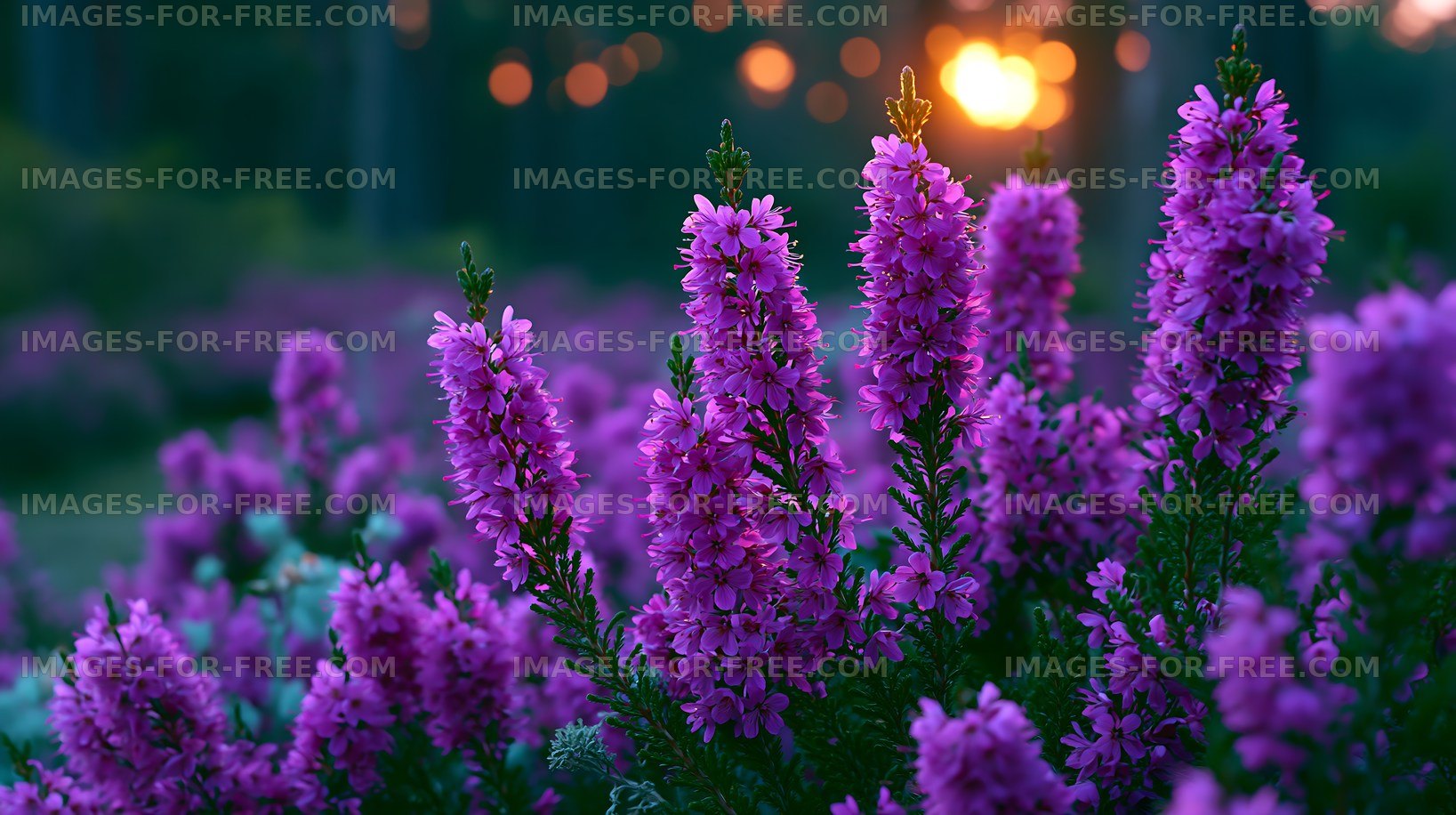 Purple flowers bloom at sunset in a natural garden