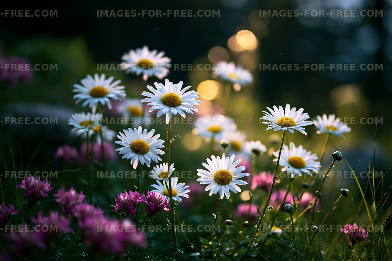 Daisy and pink flower field during golden hour