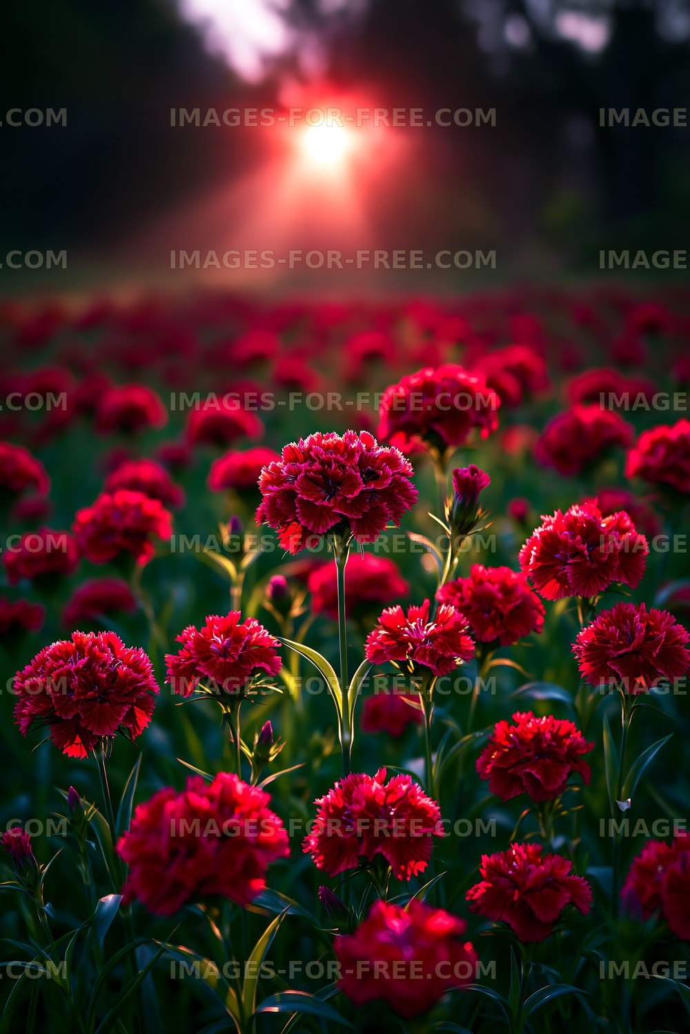 Red flowers bloom in sunlight at sunset