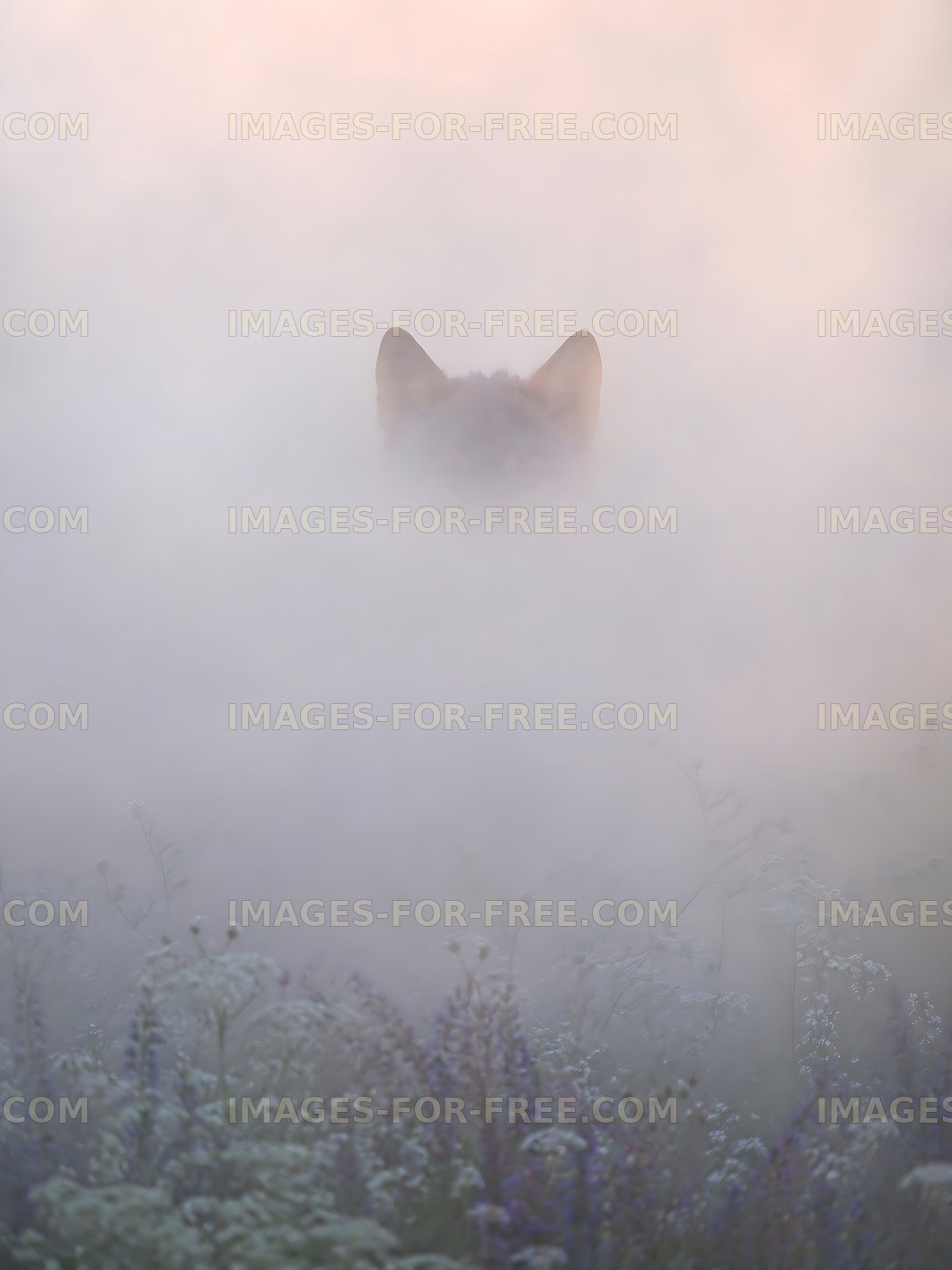 Fox appearing through fog in a natural environment