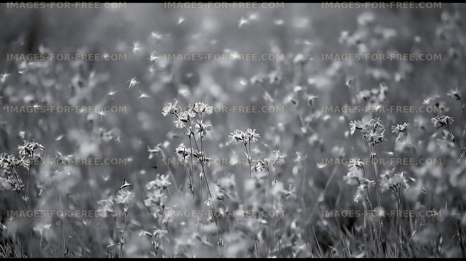 Black and white wildflowers in a field