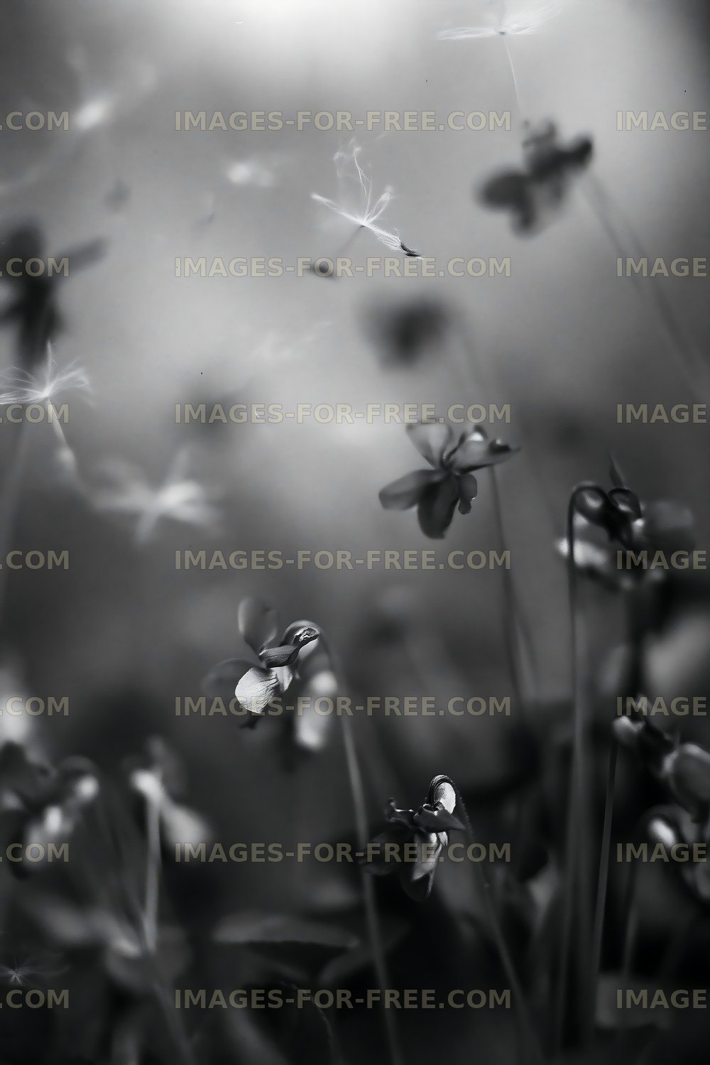 Flowers in black and white background with soft highlights