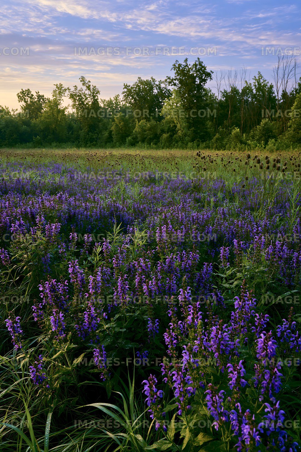 Violet flowers in a lush field during sunset