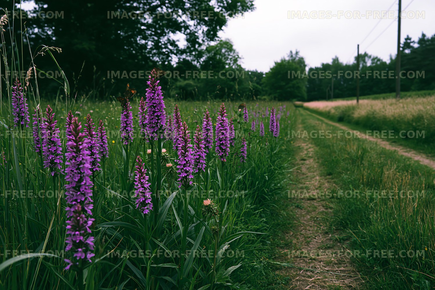 Purple flowers along a dirt path in a green field