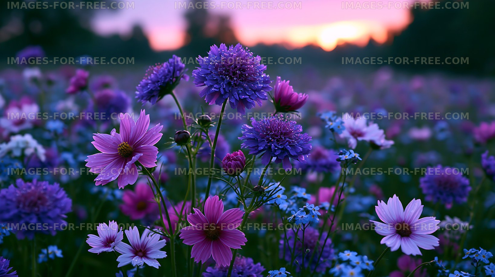Colorful wildflowers in a field at sunset