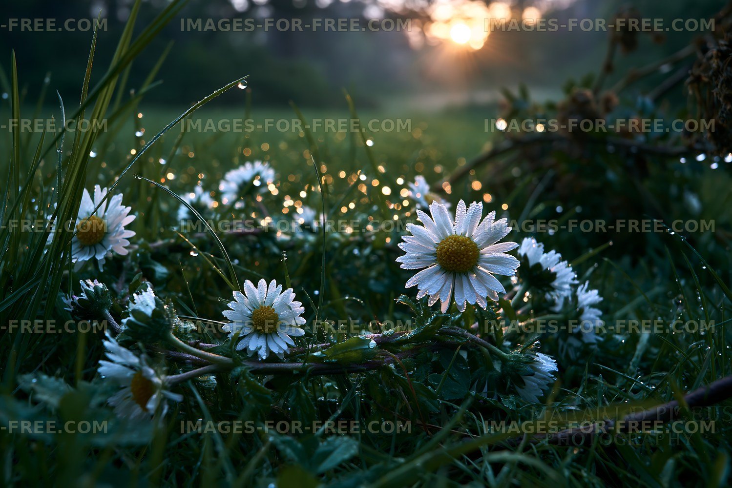 Sunrise over dewy daisies in a grassy field