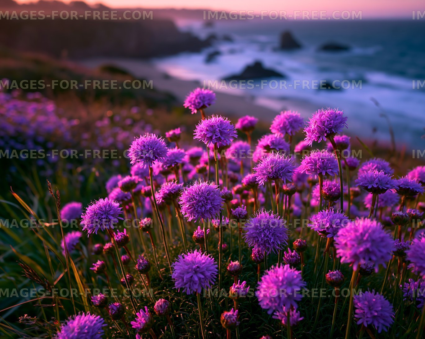 Purple flowers on cliffside overlooking the ocean at sunset