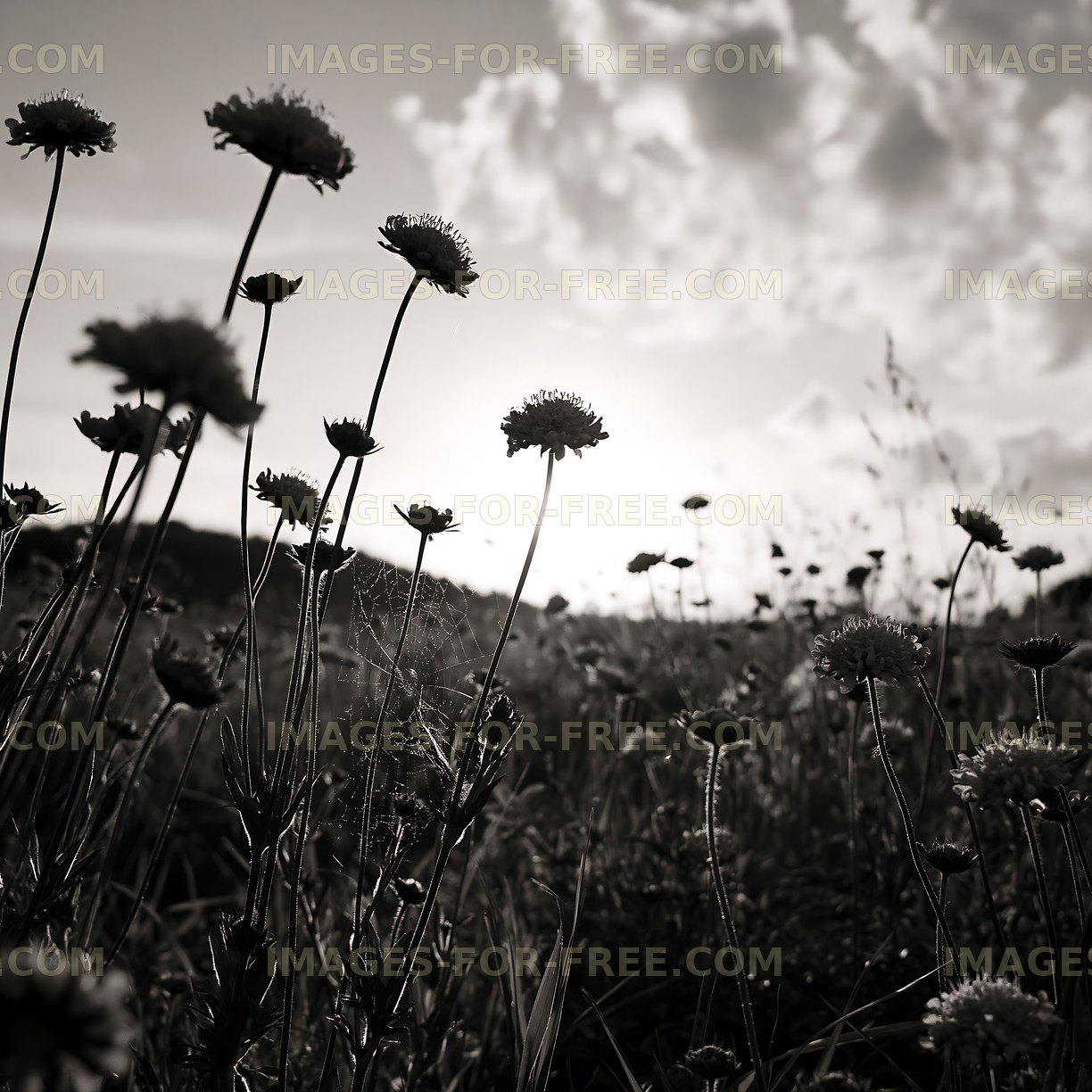 Silhouetted flowers against a sunset sky
