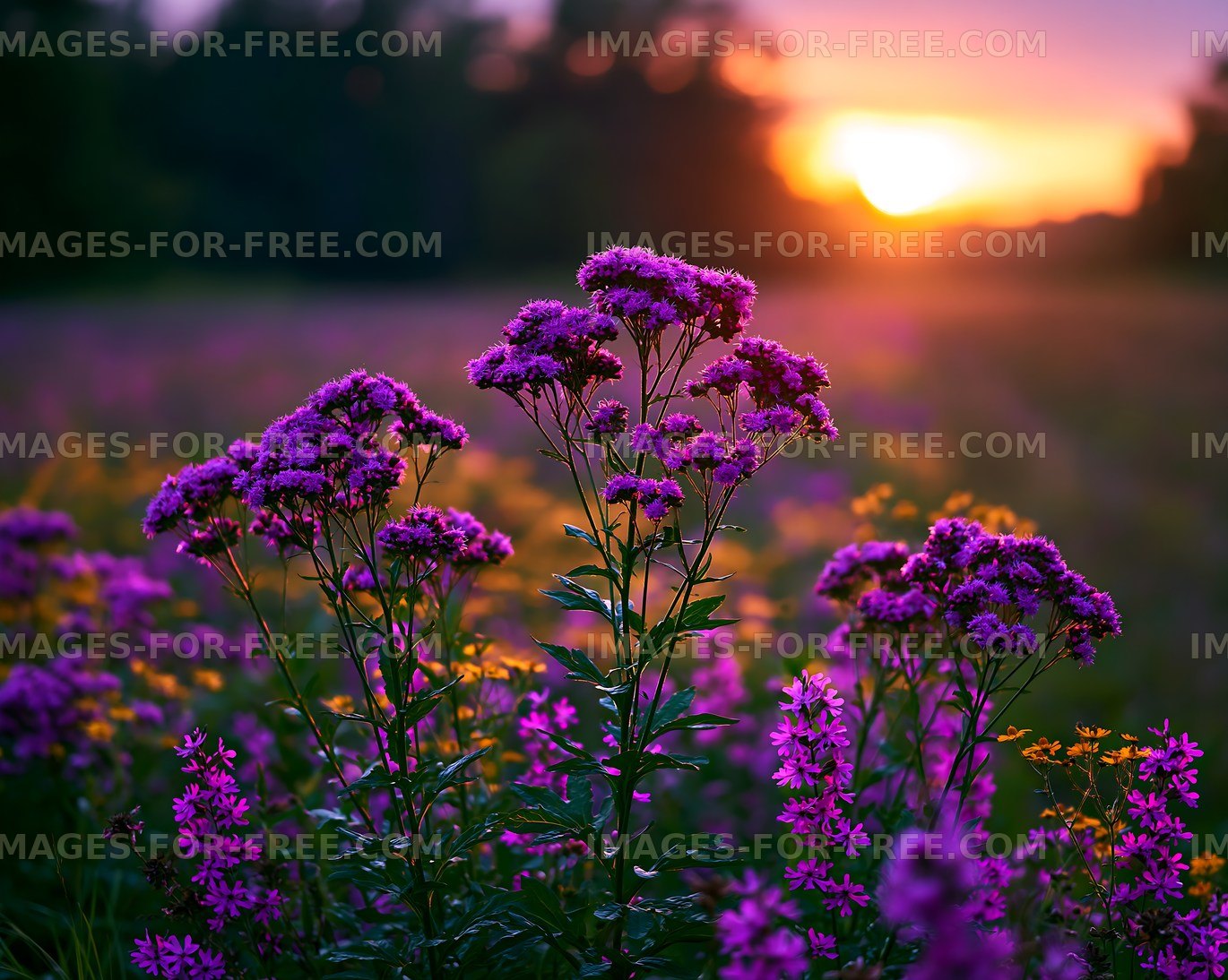 Violet flowers bloom at sunset in a field