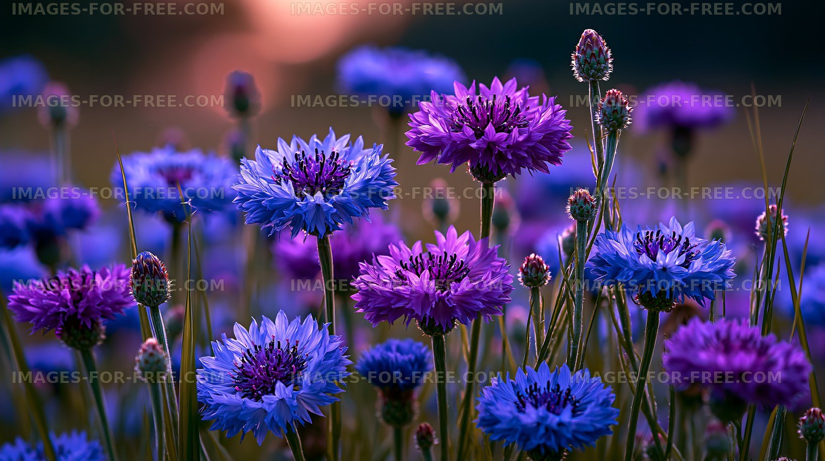Colorful wildflowers in a natural landscape during sunset