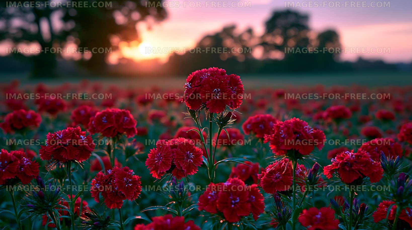 Field of red flowers at sunset