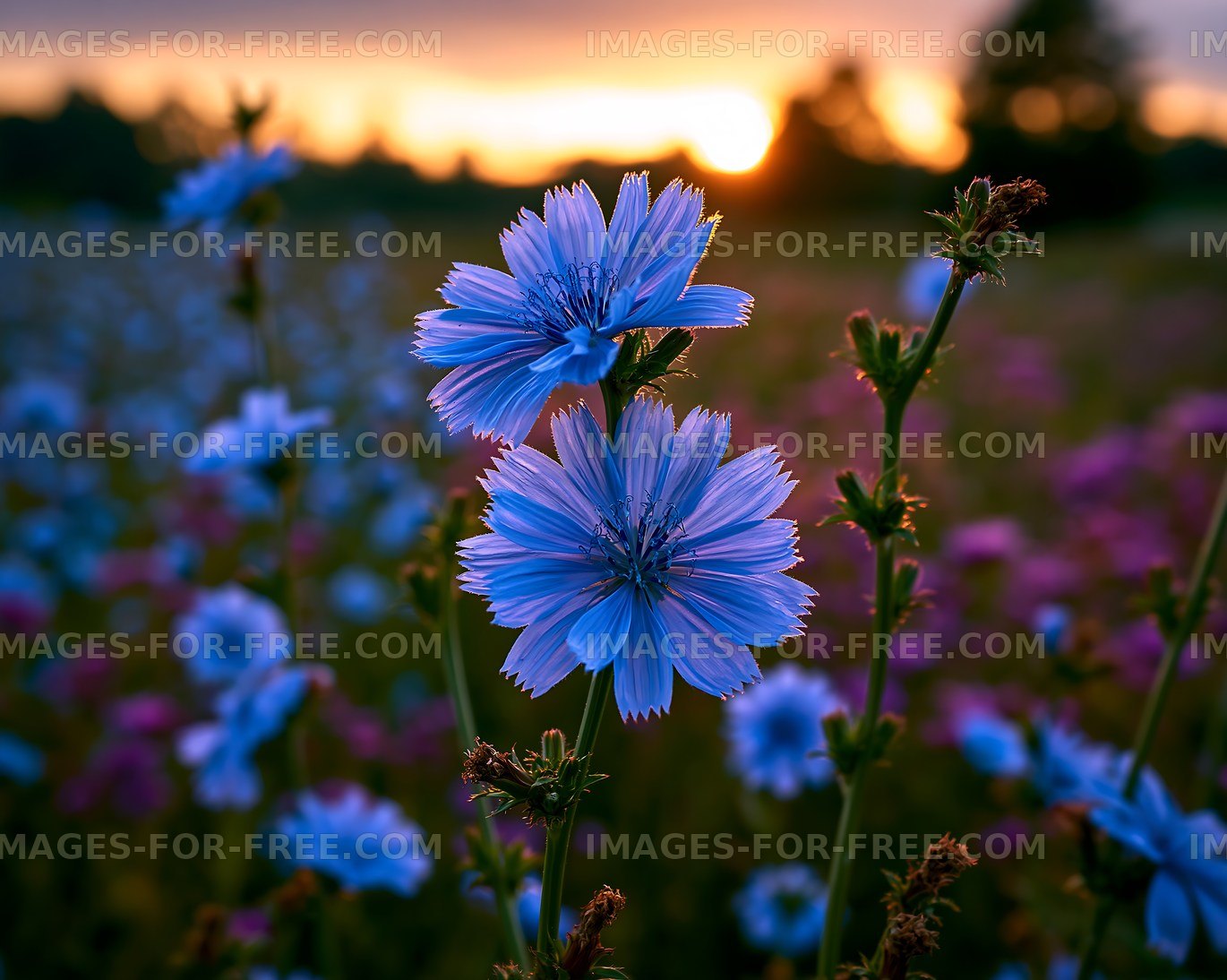 Blue flowers blooming at sunset in a field