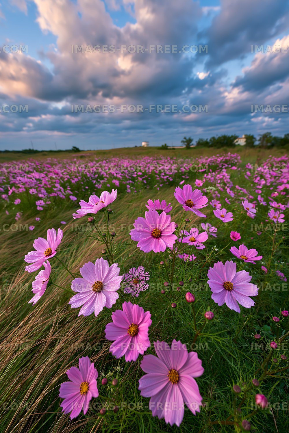 Vibrant flowers bloom under cloudy sky on open field